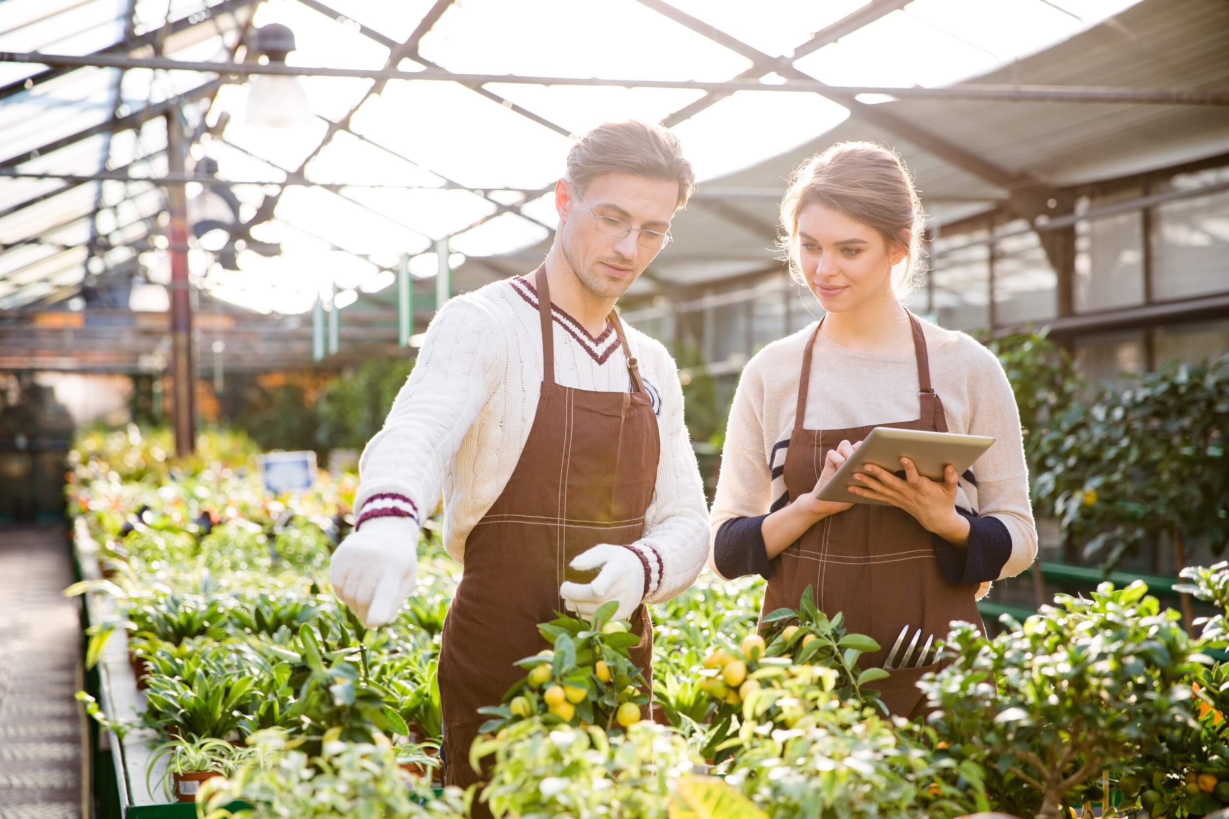 Comprar plantas online